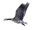 husa